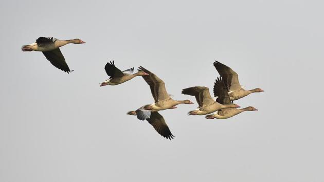 Graylag geese are seen in flight at the Dhanauri Wetland, in Greater Noida. (Virendra Singh Gosain / HT Photo)