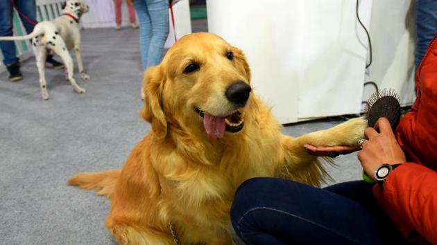 A person combs a dog during the Pet Fed show at Okhla NSIC Ground in New Delhi. (Amal KS / HT Photo)