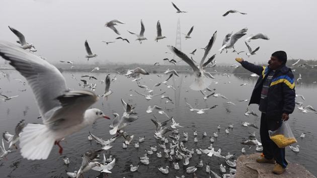 A man feeds Siberian seagulls, migratory birds gathered on the bank of the Yamuna River, on a cold and foggy morning in New Delhi. (Sonu Mehta / HT Photo)