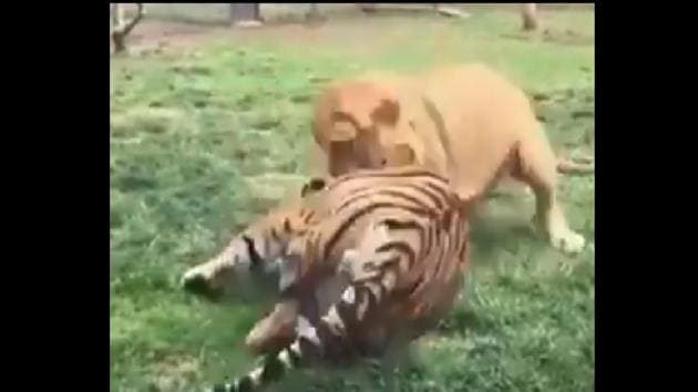 The 24-seconds-long clip shows a lion walking up a to tiger and jumping on it.(Twitter/@susantananda3)