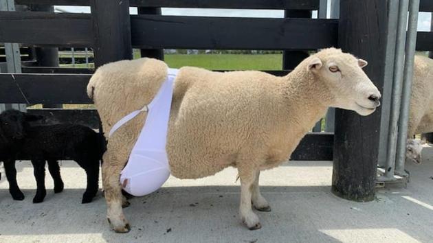 To help Rose further, a maternity bra was used. (Facebook/Franklin Vets Lifestyle Farms) To help Rose further, a maternity bra was used. (Facebook/Franklin Vets Lifestyle Farms)