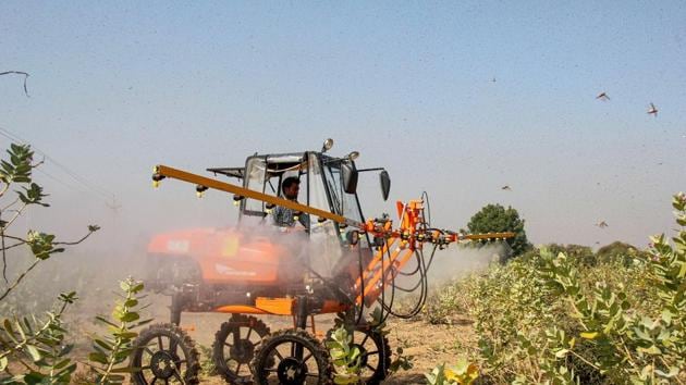 A man spray locusts pesticides to control locusts attack affected field in Tharad taluka of Banaskatha district, Gujarat . (PTI) A man spray locusts pesticides to control locusts attack affected field in Tharad taluka of Banaskatha district, Gujarat . (PTI)