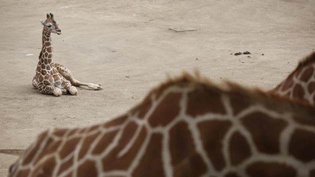 A two-month-old giraffe sits in her enclosure at the Chapultepec Zoo in Mexico City. (AP) A two-month-old giraffe sits in her enclosure at the Chapultepec Zoo in Mexico City. (AP)