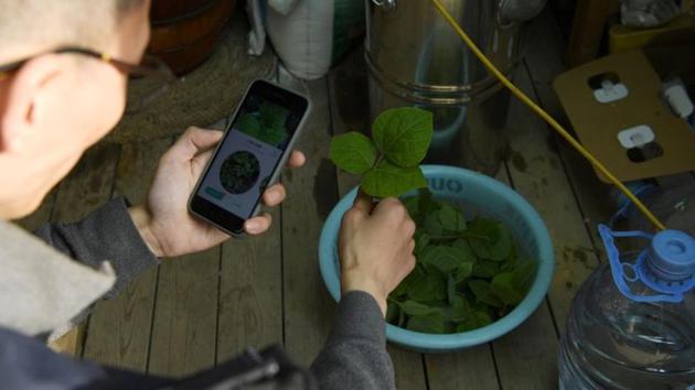 Yang Zhaoyu scans a leaf with his smartphone to find out its species with an app, at AnotherCommunity. Reuters reports that China’s teeming megacities have drawn hundreds of millions of people from rural villages and small towns in search of jobs and wealth, but people like Yang are part of an emerging trend in the opposite direction. (Tingshu Wang / REUTERS)
