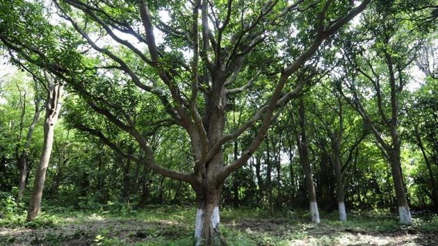 The data also masks the massive loss of forests in several north-eastern states, including Manipur, Arunachal Pradesh and Mizoram.((Representative image))