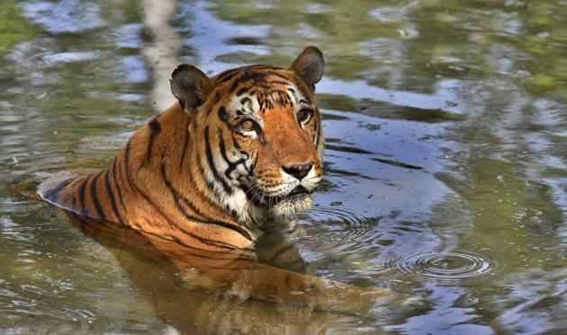 Currently, there is only one tiger in the safari near Amaltas village, who is already 18 years old.(Gurpreet Singh/HT)