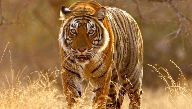 The tiger was earlier caught on a trail camera in the 88-sq km Neora Valley National Park. (Representative image/HT photo) The tiger was earlier caught on a trail camera in the 88-sq km Neora Valley National Park. (Representative image/HT photo)