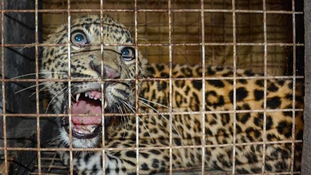 The country recorded 83 leopard deaths in train and road accidents in 2019, the highest in a decade, according to year-end data collated by the Delhi-based Wildlife Protection Society of India (WPSI).(PTI Photo (Representative)) The country recorded 83 leopard deaths in train and road accidents in 2019, the highest in a decade, according to year-end data collated by the Delhi-based Wildlife Protection Society of India (WPSI).(PTI Photo (Representative))