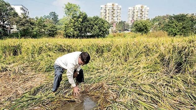 A farmer checks his rice crop damaged because of unseasonal rain, on the outskirts of Pune, Maharashtra, on November 16, 2019. (Satyabrata Tripathy/HT Photo) A farmer checks his rice crop damaged because of unseasonal rain, on the outskirts of Pune, Maharashtra, on November 16, 2019. (Satyabrata Tripathy/HT Photo)