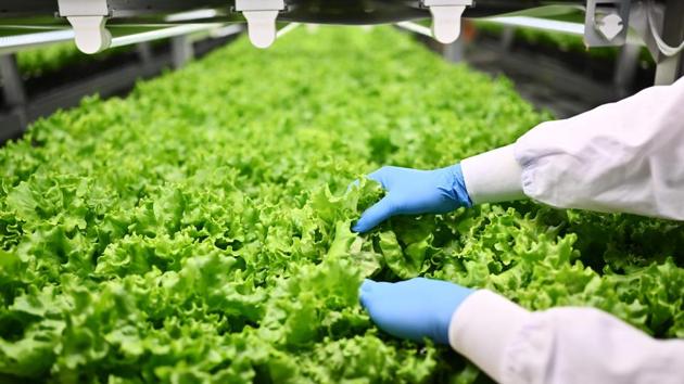 Other countries have employed vertical farming techniques -- notably in Denmark and the United States -- but Japan’s population crisis means the farmers are dying out, with question marks over how the world’s third-biggest economy will feed itself. “Given the lack of manpower and decline in agricultural production, I felt a new system was needed,” Shinji Inada, Spread’s boss, told AFP. (Charly Triballeau / AFP)