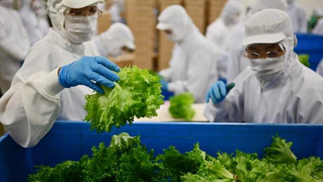 Employees work along a sorting and packing line at the facility. Inada said he hesitated before launching the concept over the question of this system being environmentally friendly, but finally reasoned the pros outweighed the cons. “It’s true that we use more energy compared to production using the sun, but on the other hand our productivity is higher over a similar surface area,” he said. (Charly Triballeau / AFP)