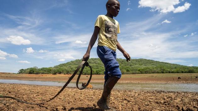 A herdboy walks to get assistance to pull out a cow stuck in the drying Mabwematema dam. “Zimbabwe is facing one of the most serious food crises in its history,” said a statement Movement for Democratic Change (MDC), the main opposition party. (ZINYANGE AUNTONY / AFP) A herdboy walks to get assistance to pull out a cow stuck in the drying Mabwematema dam. “Zimbabwe is facing one of the most serious food crises in its history,” said a statement Movement for Democratic Change (MDC), the main opposition party. (ZINYANGE AUNTONY / AFP)