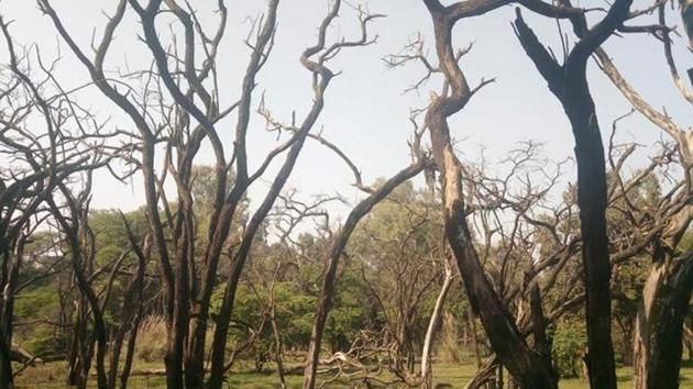 Any project involving the destruction of forests may soon be able to meet the compensatory afforestation target it has to meet by simply buying ready-made plantations, if a controversial plan being considered by the enviornment ministry is finalised.(Gurminder Singh/Hindustan Times) Any project involving the destruction of forests may soon be able to meet the compensatory afforestation target it has to meet by simply buying ready-made plantations, if a controversial plan being considered by the enviornment ministry is finalised.(Gurminder Singh/Hindustan Times)