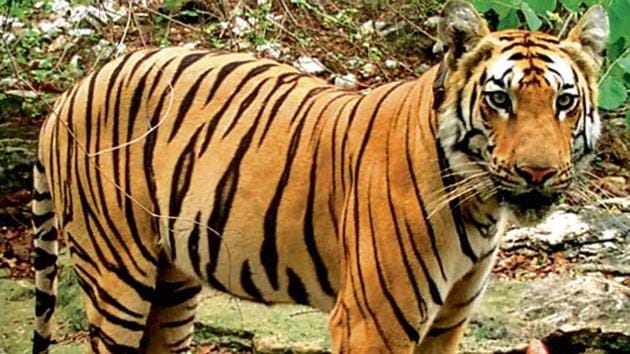 T1 C1 has travelled around 1,700km over the past six months after being separated from its streak. (ANI File Photo) T1 C1 has travelled around 1,700km over the past six months after being separated from its streak. (ANI File Photo)