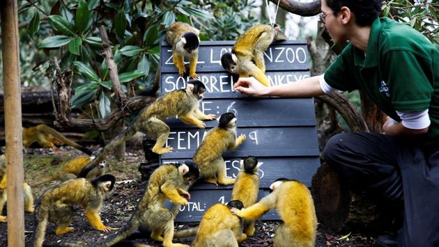 A zookeeper interacts with squirrel monkeys during the annual stocktake. According to the zoo, 2019 saw the arrival of many new animals such as Elio the two-toed sloth and Star the tamandua were born in the Zoo’s Rainforest Life exhibit. (Henry Nicholls / REUTERS) A zookeeper interacts with squirrel monkeys during the annual stocktake. According to the zoo, 2019 saw the arrival of many new animals such as Elio the two-toed sloth and Star the tamandua were born in the Zoo’s Rainforest Life exhibit. (Henry Nicholls / REUTERS)