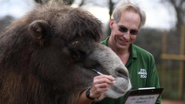 A zookeeper counts Bactrian camels during the stocktake. The exercise is a requirement of ZSL London Zoo’s license, and the annual audit takes keepers almost a week to complete. (Daniel Leal-Olivas / AFP) A zookeeper counts Bactrian camels during the stocktake. The exercise is a requirement of ZSL London Zoo’s license, and the annual audit takes keepers almost a week to complete. (Daniel Leal-Olivas / AFP)