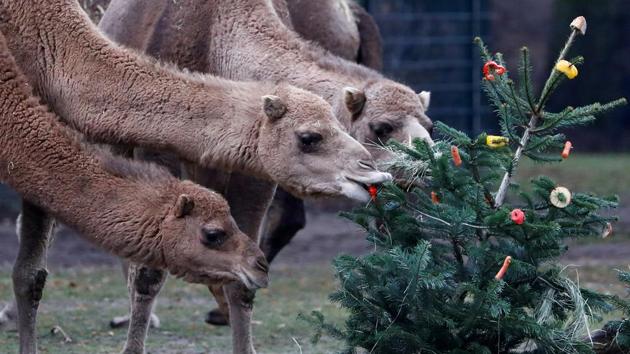 Tierpark Zoo feeds camels with leftover Christmas trees in Berlin, Germany. (Michele Tantussi / REUTERS) Tierpark Zoo feeds camels with leftover Christmas trees in Berlin, Germany. (Michele Tantussi / REUTERS)
