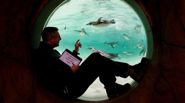 A zookeeper watches penguins during the annual stocktake. Six Humboldt penguin chicks hatched at Penguin Beach, while four Chinese giant salamanders and four big-headed turtles were given new homes at the Zoo after being rescued from the illegal wildlife trade - all of these new residents will be added to the census. (Henry Nicholls / REUTERS) A zookeeper watches penguins during the annual stocktake. Six Humboldt penguin chicks hatched at Penguin Beach, while four Chinese giant salamanders and four big-headed turtles were given new homes at the Zoo after being rescued from the illegal wildlife trade - all of these new residents will be added to the census. (Henry Nicholls / REUTERS)
