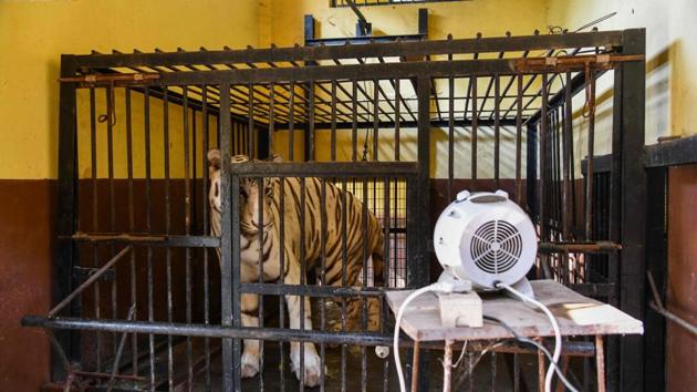 Khusi, a white tigress, looks at a heater kept by the zoo authority to warm her outside her enclosure, at Assam State zoo in Guwahati. (Biju Boro / AFP)