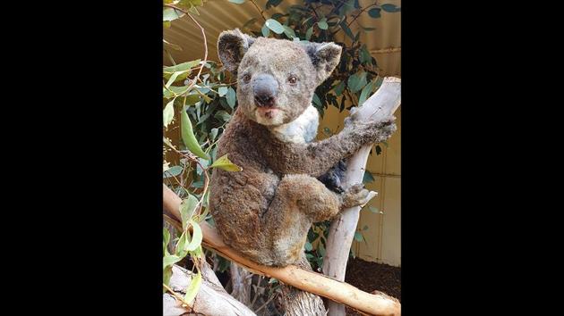 A rescued koala sits on a tree branch, in Kangaroo Island. Harrowing footage of desperate koalas drinking from water bottles handed to them by rescuers and kangaroos standing helpless in fire-ravaged towns and charred forests were seen across the world. There is some hope, however, as experts believe scorched forests can recover, and populations of koalas, kangaroos and other badly affected species may be able to return. (AP/PTI) A rescued koala sits on a tree branch, in Kangaroo Island. Harrowing footage of desperate koalas drinking from water bottles handed to them by rescuers and kangaroos standing helpless in fire-ravaged towns and charred forests were seen across the world. There is some hope, however, as experts believe scorched forests can recover, and populations of koalas, kangaroos and other badly affected species may be able to return. (AP/PTI)