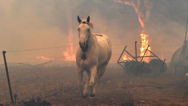 A horse tries to move away from the bushfires at a residential property near the town of Nowra, in New South Wales. The crisis has focused attention on climate change, which scientists say is creating a longer and more intense bushfire season, and the Australian government has faced widespread criticism over its response and wider environmental policy. (Saeed Khan/AFP) A horse tries to move away from the bushfires at a residential property near the town of Nowra, in New South Wales. The crisis has focused attention on climate change, which scientists say is creating a longer and more intense bushfire season, and the Australian government has faced widespread criticism over its response and wider environmental policy. (Saeed Khan/AFP)