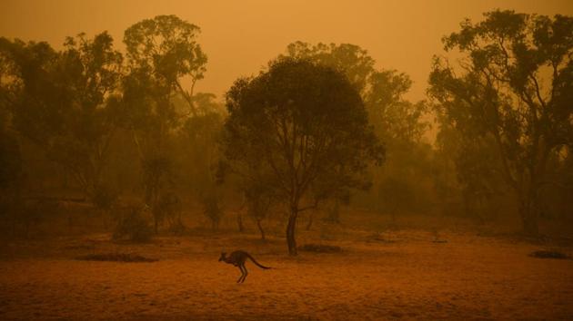 A kangaroo jumps in bush land surrounded by smoke in Canberra. Koala populations have been hit particularly hard because they live in trees, feed only on certain types of eucalypti and cannot move quick enough away from the flames. Even before this year’s bushfire crisis, numbers in New South Wales and Queensland had already dropped by 42% between 1990 and 2010, according to the federal threatened species scientific committee. (Lukas Coch/REUTERS) A kangaroo jumps in bush land surrounded by smoke in Canberra. Koala populations have been hit particularly hard because they live in trees, feed only on certain types of eucalypti and cannot move quick enough away from the flames. Even before this year’s bushfire crisis, numbers in New South Wales and Queensland had already dropped by 42% between 1990 and 2010, according to the federal threatened species scientific committee. (Lukas Coch/REUTERS)