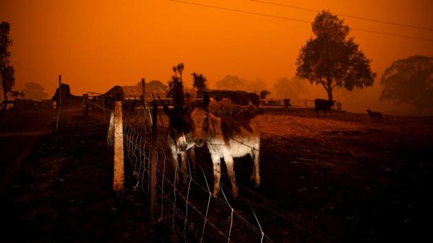 Donkeys near a destroyed house in Cobargo. Prime Minister Scott Morrison’s handling of the crisis has provoked criticism. “Lamentably slow and their attitude is still lamentably casual,” is how Beattie described the response from the federal government . “You’ve got federal politicians with very little knowledge of the environment, which is, as we are now discovering ‘the real world’, and hence have not perceived the oncoming catastrophes.” (Tracey Nearmy/REUTERS) Donkeys near a destroyed house in Cobargo. Prime Minister Scott Morrison’s handling of the crisis has provoked criticism. “Lamentably slow and their attitude is still lamentably casual,” is how Beattie described the response from the federal government . “You’ve got federal politicians with very little knowledge of the environment, which is, as we are now discovering ‘the real world’, and hence have not perceived the oncoming catastrophes.” (Tracey Nearmy/REUTERS)