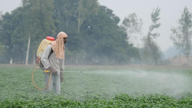 A labourer spraying pesticides on newly cultivated potato crop amid cold in Kala Lallian Kalan village, Jalandhar, on Thursday.(Pardeep Pandit/HT)