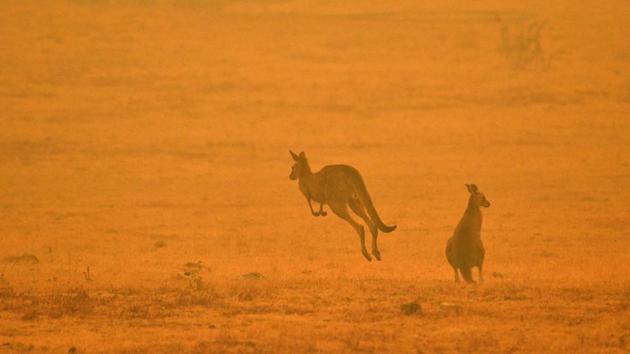 A kangaroo jumps in a field amid smoke from a bushfire in Snowy Valley on the outskirts of Cooma. Unprecedented temperatures across the continent have made this season’s fires particularly deadly, killing at least 20 people. (Saeed Khan/AFP) A kangaroo jumps in a field amid smoke from a bushfire in Snowy Valley on the outskirts of Cooma. Unprecedented temperatures across the continent have made this season’s fires particularly deadly, killing at least 20 people. (Saeed Khan/AFP)
