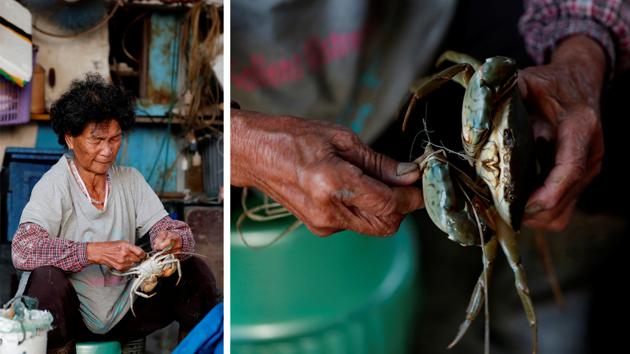 Leung Wong-hing wraps straw around a crab which she caught with her husband earlier that day in Shenzhen Bay, at her house in Hang Hau village in Hong Kong. Andrew Kwok, an old fish farmer living in the area, recalls those who drowned making the perilous crossing. “There were a lot of them, hundreds of dead bodies in the river,” he told Reuters. (Kim Kyung-Hoon/REUTERS) Leung Wong-hing wraps straw around a crab which she caught with her husband earlier that day in Shenzhen Bay, at her house in Hang Hau village in Hong Kong. Andrew Kwok, an old fish farmer living in the area, recalls those who drowned making the perilous crossing. “There were a lot of them, hundreds of dead bodies in the river,” he told Reuters. (Kim Kyung-Hoon/REUTERS)