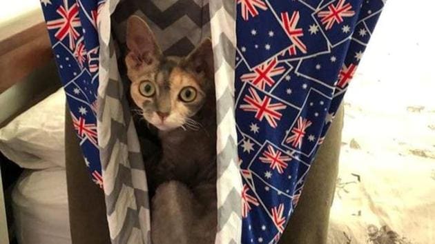A cat sits in a makeshift joey pouch crafted for animals affected by Australia bushfires. (REUTERS) A cat sits in a makeshift joey pouch crafted for animals affected by Australia bushfires. (REUTERS)