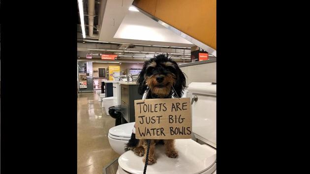 With over 24,000 followers, ‘dog with sign’ is already a hit among netizens. (Instagram/@dogwithsign) With over 24,000 followers, ‘dog with sign’ is already a hit among netizens. (Instagram/@dogwithsign)