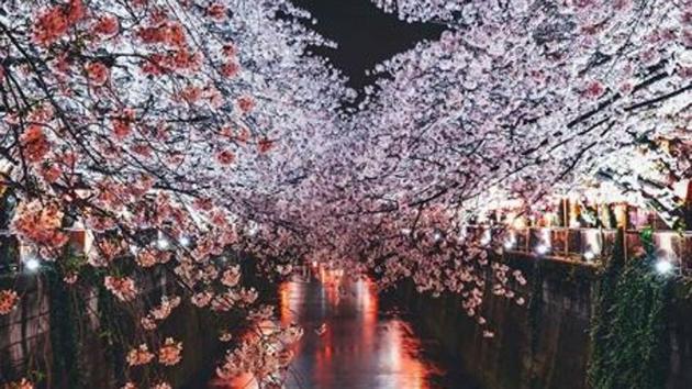 Meguro river at night. (Instagram/yako_flpr3) 