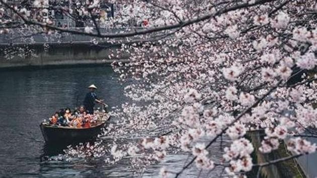 A boat enjoys cherry-blossom trees on Monzennakacho river. (Instagram/_tuck4) 