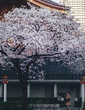 Cherry-blossoms live up every-day life in Tokyo. (instagram/_tuck4) 