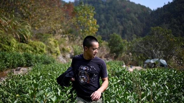 Ma Gongzuo checks his tea garden. Getting in on the trend, Douyin’s parent company ByteDance told AFP it has organised training for 26,000 farmers on how to master the art of making videos. Taobao, the most popular e-commerce app in the country and owned by tech giant Alibaba, launched a project in 2019 showing farmers how to become live-streaming hosts in a bid to help them earn more. (Wang Zhao/AFP) Ma Gongzuo checks his tea garden. Getting in on the trend, Douyin’s parent company ByteDance told AFP it has organised training for 26,000 farmers on how to master the art of making videos. Taobao, the most popular e-commerce app in the country and owned by tech giant Alibaba, launched a project in 2019 showing farmers how to become live-streaming hosts in a bid to help them earn more. (Wang Zhao/AFP)