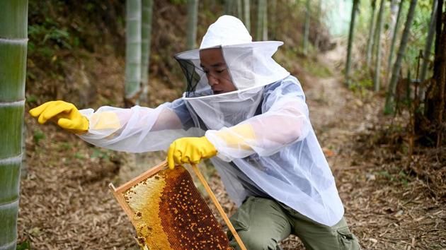 Like most transactions in China, where hard cash is less and less popular, the orders are paid through apps like WeChat or AliPay. Ma said he now sells between 2 and 3 million yuan worth of honey each year, as well as dried sweet potato and brown sugar. “When I was young we were poor,” he recalled, adding: “At school I used to admire other kids who had pocket money, because I never had any.” (Wang Zhao/AFP) Like most transactions in China, where hard cash is less and less popular, the orders are paid through apps like WeChat or AliPay. Ma said he now sells between 2 and 3 million yuan worth of honey each year, as well as dried sweet potato and brown sugar. “When I was young we were poor,” he recalled, adding: “At school I used to admire other kids who had pocket money, because I never had any.” (Wang Zhao/AFP)