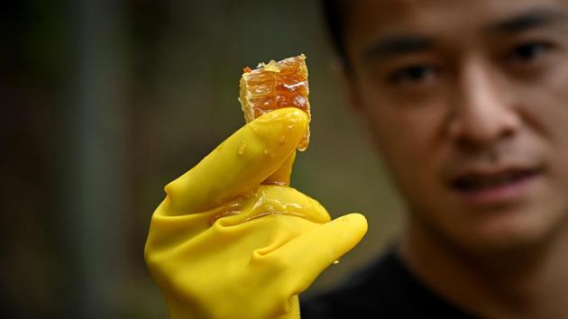 Farmer Ma Gongzuo holds up a piece of honeycomb at his apiary in China’s Zhejiang province. “Do you want a piece?” Ma said, looking into the camera of a friend’s smartphone before biting into the dripping comb of amber-coloured honey. (Wang Zhao/AFP) Farmer Ma Gongzuo holds up a piece of honeycomb at his apiary in China’s Zhejiang province. “Do you want a piece?” Ma said, looking into the camera of a friend’s smartphone before biting into the dripping comb of amber-coloured honey. (Wang Zhao/AFP)