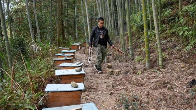Ma Gongzuo cleans his apiary. In 2015, Ma took on the family honey producing business in the verdant hills of Zhejiang province, and thanks to e-commerce apps, managed to turn a yearly revenue of 1 million yuan (Rs 1.03 crore). But sales began to stagnate. So in November 2018, with help from his friends in the village, he began posting videos about his life on the farm. (Wang Zhao/AFP) Ma Gongzuo cleans his apiary. In 2015, Ma took on the family honey producing business in the verdant hills of Zhejiang province, and thanks to e-commerce apps, managed to turn a yearly revenue of 1 million yuan (Rs 1.03 crore). But sales began to stagnate. So in November 2018, with help from his friends in the village, he began posting videos about his life on the farm. (Wang Zhao/AFP)