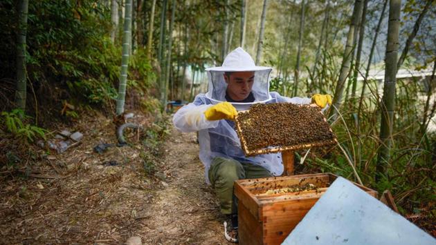 The clips showed Ma opening up a hive surrounded by a swarm of bees, swimming bare-chested in a river, and chopping wood. “I never advertise my products. I show my daily life, the landscapes of the countryside. That’s what interests people,” Ma said. “Of course people suspect that I’m selling honey. But they decide to get in touch with me to say they want to buy some.” (Wang Zhao/AFP) The clips showed Ma opening up a hive surrounded by a swarm of bees, swimming bare-chested in a river, and chopping wood. “I never advertise my products. I show my daily life, the landscapes of the countryside. That’s what interests people,” Ma said. “Of course people suspect that I’m selling honey. But they decide to get in touch with me to say they want to buy some.” (Wang Zhao/AFP)