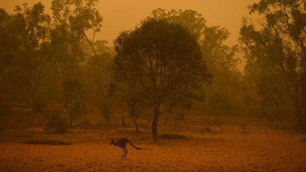 A graphic photo that appears to show a tiger being devoured by flames has been shared tens of thousands of times in Facebook posts decrying the deaths of millions of animals in deadly Australian bushfires.(REUTERS Photo)