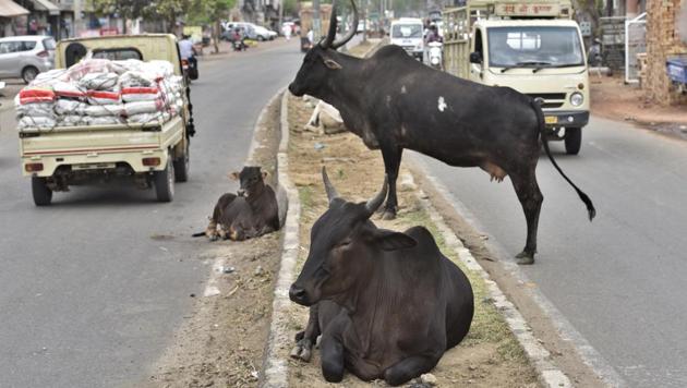 Hundreds of stray cattle are seen roaming on roads in Ludhiana.(HT File photo)