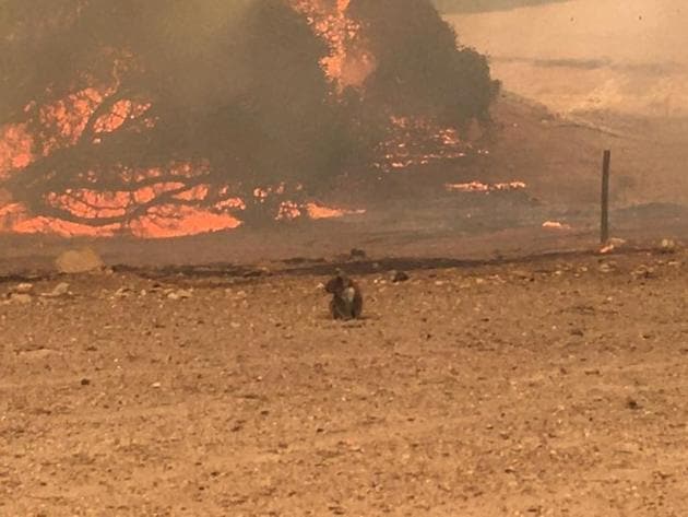 Koala stands in the field with bushfire burning in the background in Kangaroo Island, Australia on January 9. (REUTERS) Koala stands in the field with bushfire burning in the background in Kangaroo Island, Australia on January 9. (REUTERS)