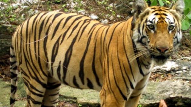 The last tiger census report, released in July 2019, showed 2,967 tigers, up by a third when compared with the 2014 numbers(ANI) The last tiger census report, released in July 2019, showed 2,967 tigers, up by a third when compared with the 2014 numbers(ANI)