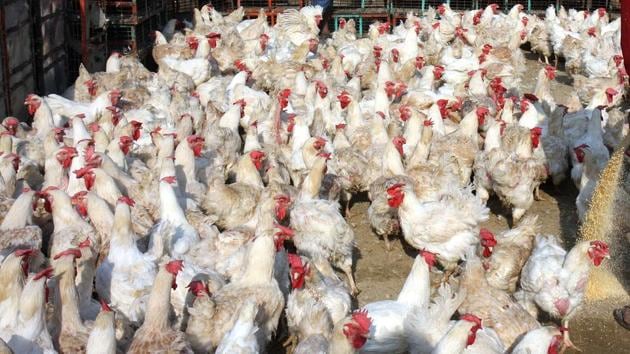 The H5N1 is highly infectious and causes severe respiratory disease in birds. (Representative photo: Virendra Singh Gosain/HT)