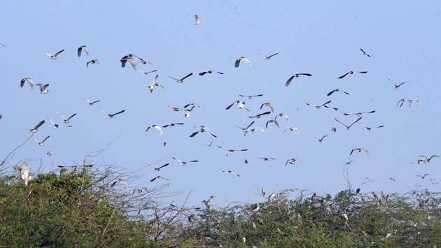 Black-crowned night herons seen at Mangalajodi wetland, a part of Chilika Lake. Ornithologists said the huge arrival of migratory birds indicates that cyclone Fani, which battered the lake at Puri in May this year had no impact on the winged visitors. (Arabinda Mahapatra/HT Photo) 