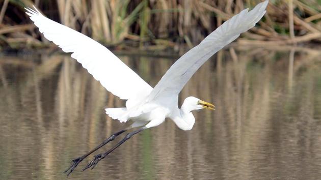 It is the largest wintering ground for migratory waterfowl found anywhere on the Indian sub-continent.(Arabinda Mahapatra/HT Photo)