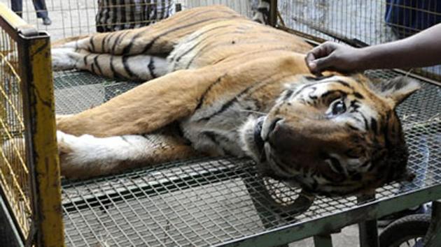 The carcass of the first tiger was found on Sunday in Goa’s Mhadei wildlife sanctuary. (Representative image/HT Photo) The carcass of the first tiger was found on Sunday in Goa’s Mhadei wildlife sanctuary. (Representative image/HT Photo)