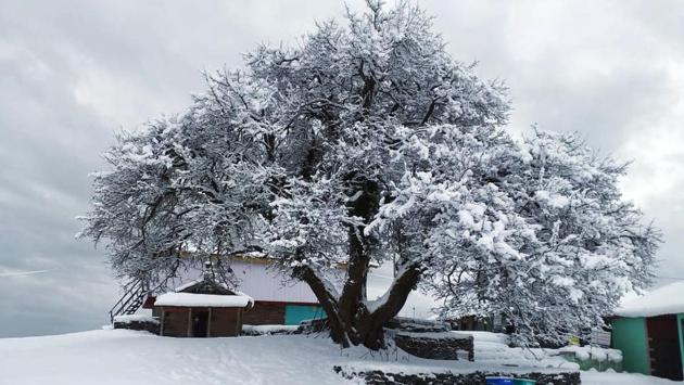 McLeodganj, the abode of Tibetan spiritual leader the Dalai Lama, also experienced mild snowfall, while the peripheral villages of Naddi, Dharamkot and Satobari were covered in white. (ANI) McLeodganj, the abode of Tibetan spiritual leader the Dalai Lama, also experienced mild snowfall, while the peripheral villages of Naddi, Dharamkot and Satobari were covered in white. (ANI)