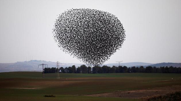 A murmuration of migrating starlings fly in a group over a field near Kiryat Gat, Israel. (Amir Cohen / REUTERS) A murmuration of migrating starlings fly in a group over a field near Kiryat Gat, Israel. (Amir Cohen / REUTERS)